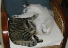 Ces chats c'est vraiment des ...